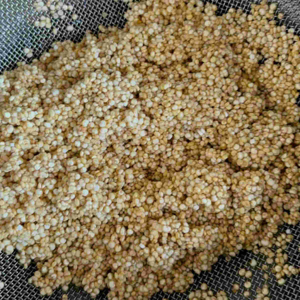 quinoa washed and put in colander