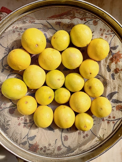 lemons drying up in sun for the pickle