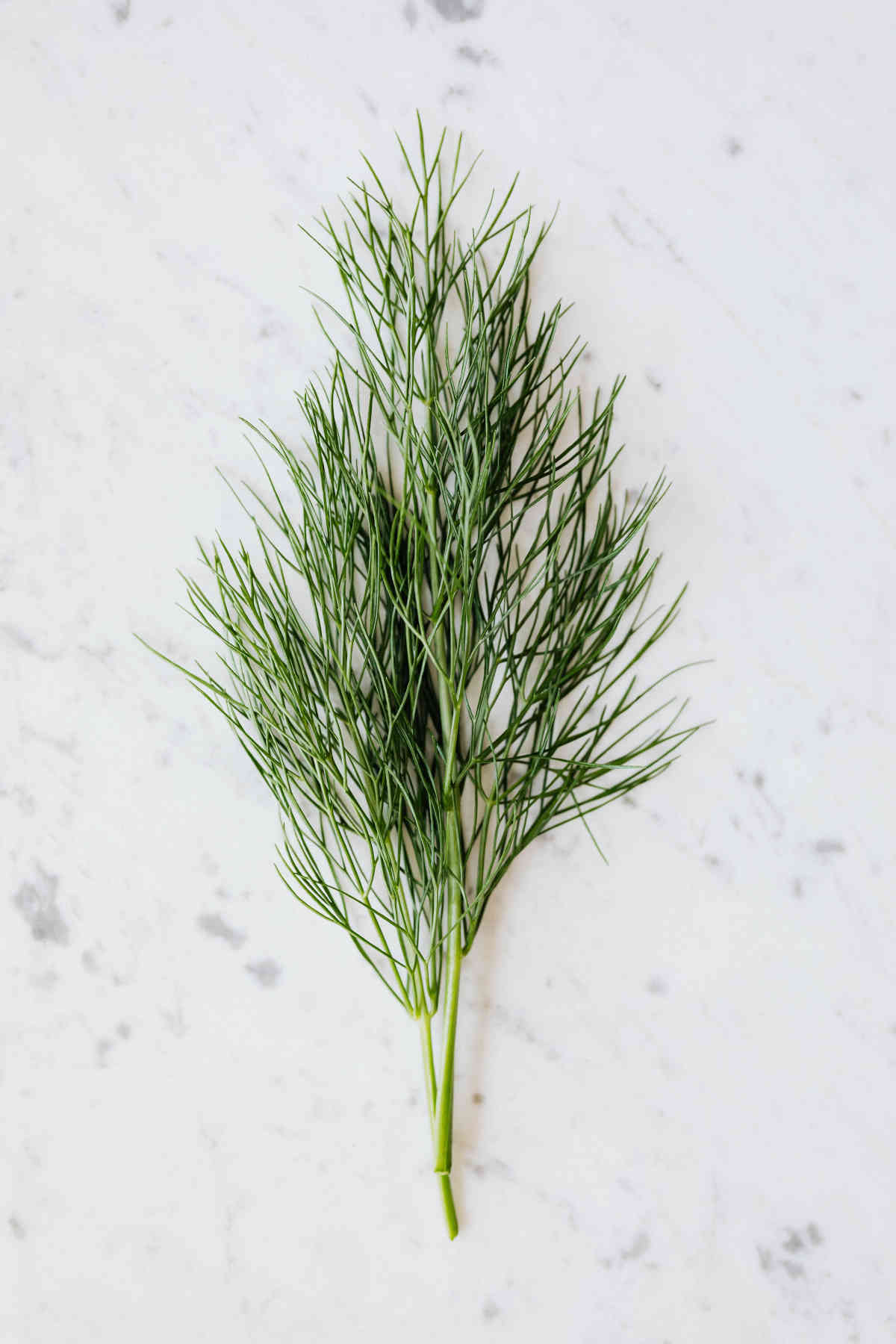 dill leaves