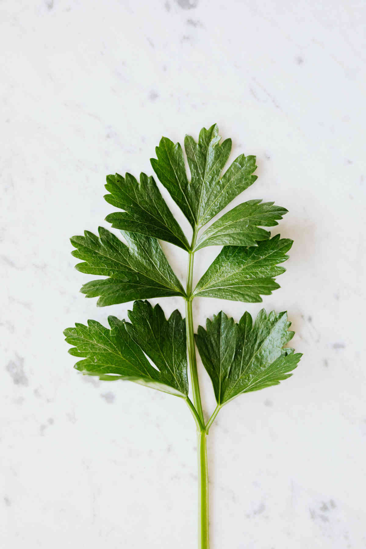 parsley as cilantro substitute