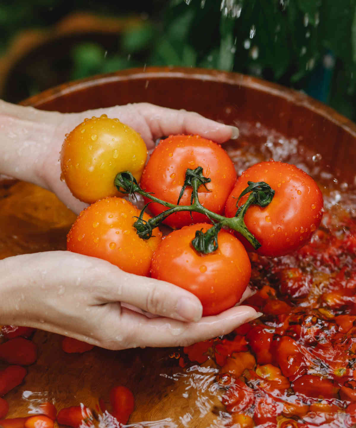 fresh tomatoes for substituting tomato puree in curries and gravy dishes